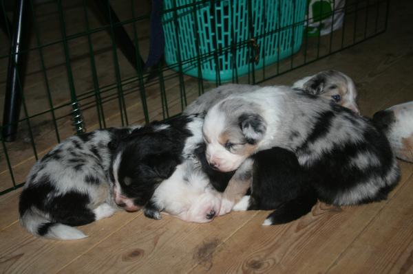 and some sleep.. look at the one in the middle, under the others :-)