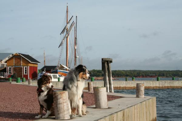 Hundarna på sjökvarteret