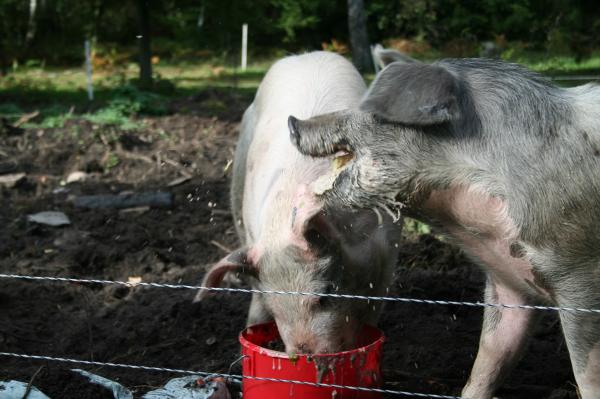 Dom hade två grisar på en av gårdarna vi besökte, och vad dom bråkade om maten... var lite skrämmande att se.. trodde inte grisar bråkade så mycket...och hur dom lät..