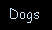 Dogs