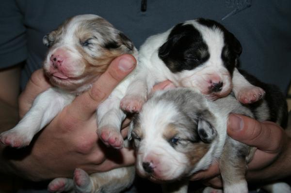 All the girls
