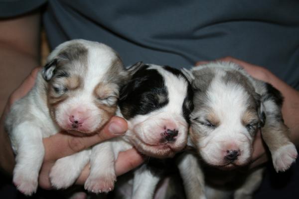 Girl 3, Girl 2 and girl 1