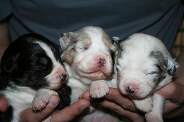 Boy 2, Boy 3 &amp; boy 1