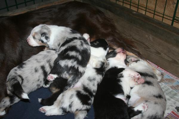 All the pupps are sleeping