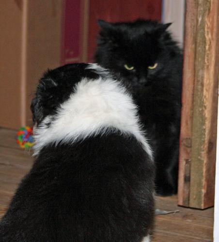 Kattmöte