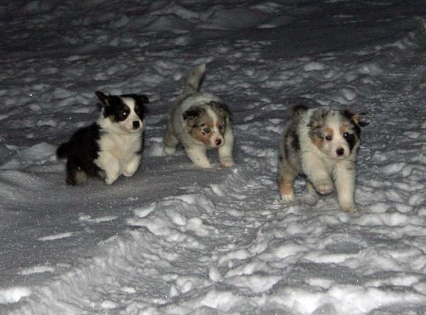Vi kommer.. full fart i snön.. mörka dagar i Kiruna nu :-(