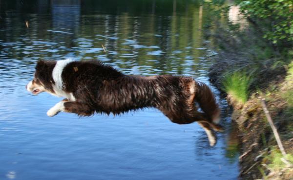 hopp
