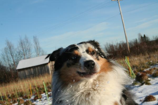 It`s raining snow!!