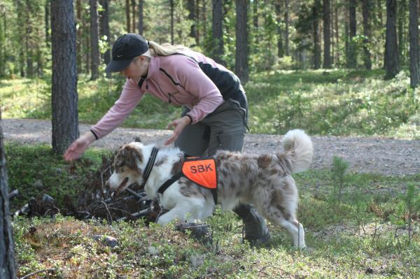 Skaippas på väg