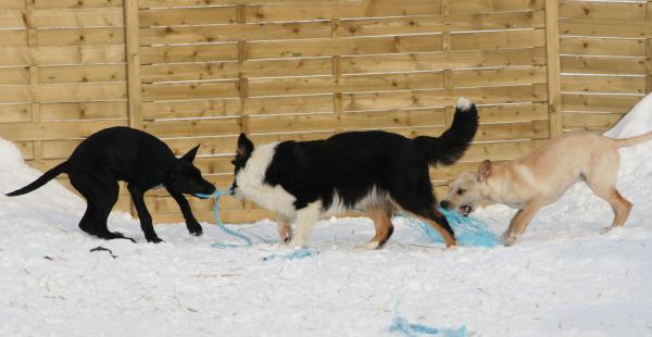 Multi busar med Zazu &amp; Simba
