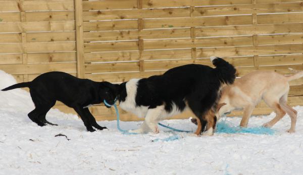 Dragkamp, vallhund mot draghundar..