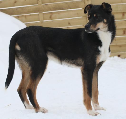 J.J, slädhundsvalp, 7 mnd (Mixa-Noah)