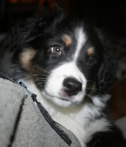 Sotis