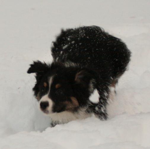 Sotis springer..