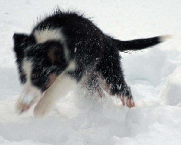 Snömonster