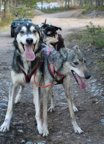 Silver & Lizzie