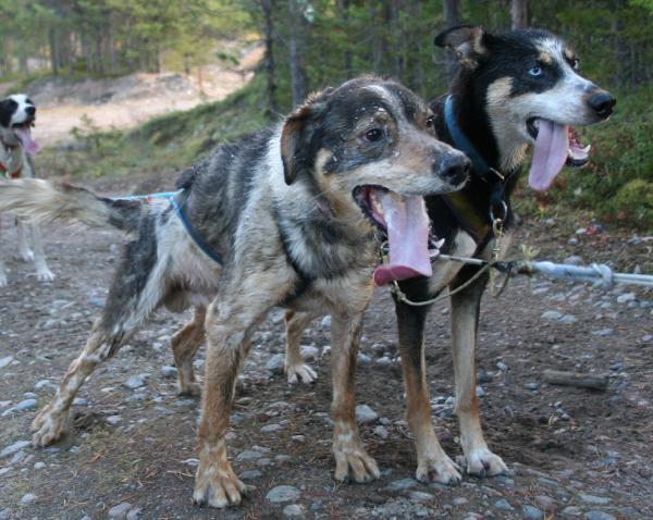 Oskar & Carro