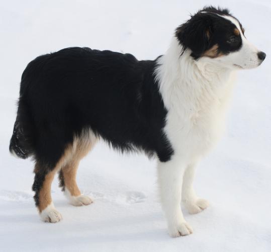 multi halvår 036