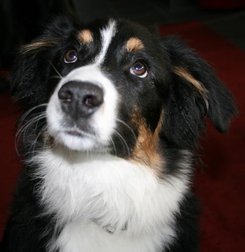 björkis 093