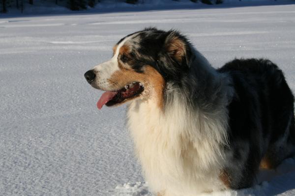 björkis 099