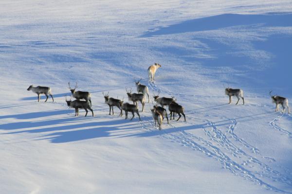 vinter 008