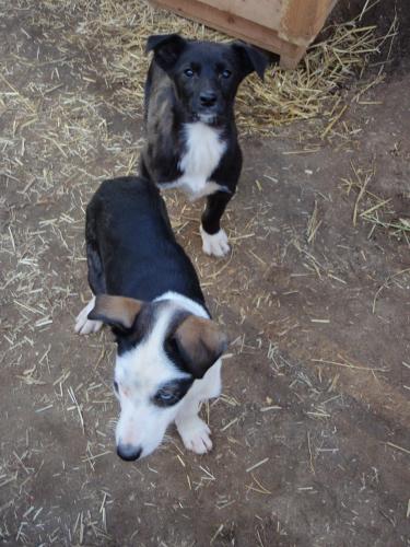 Stumpan & Aussie