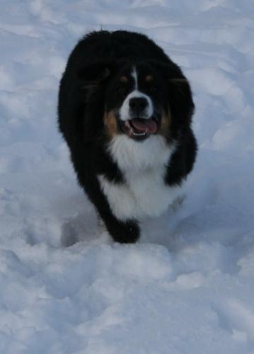 Full fart i snön