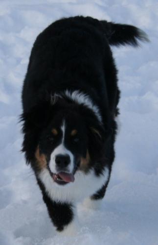 björkis 082