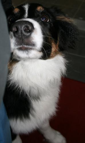 björkis 089